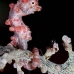 seahorse_pygmy_crci_mb_v_0253_png2086.jpg